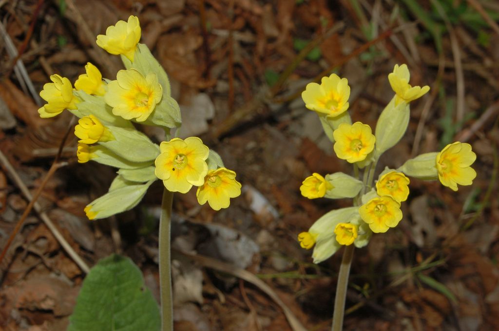 Primula vulgaris e P. veris